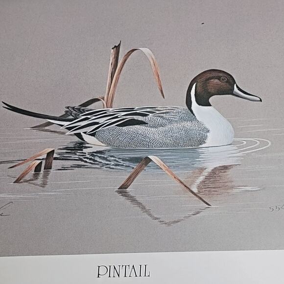 John P Lee 1983 Unframed print Pintail Duck #554/650 Pencil Signed 11⅛ x 10¼ - Picture 1 of 16